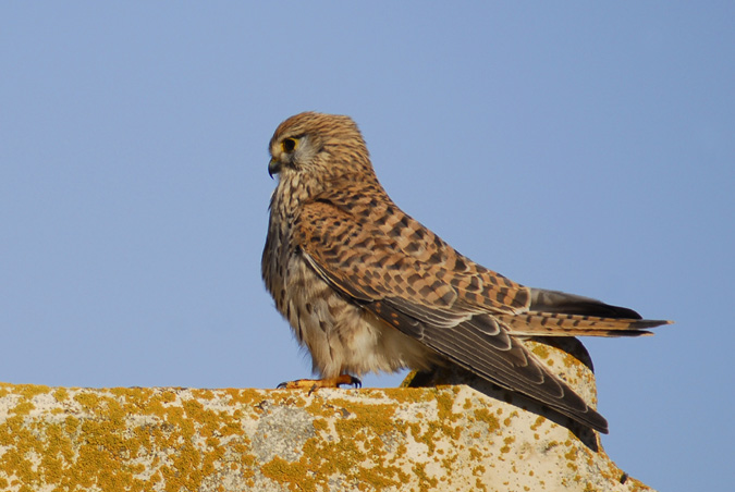 xoriguer comú (Falco tinnunculus)