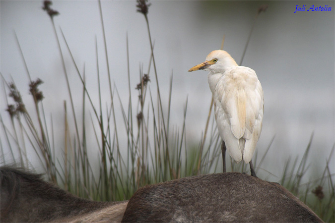 Esplugabous - Garcilla bueyera (Bubulcus ibis)