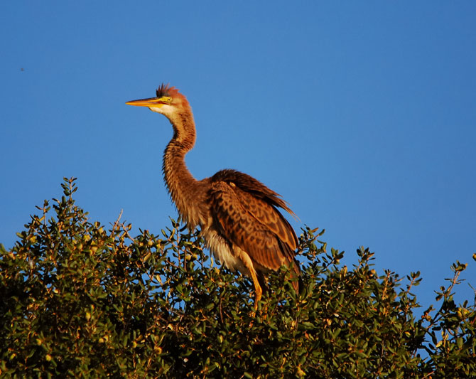 Garza imperial ( Ardea purpurea )
