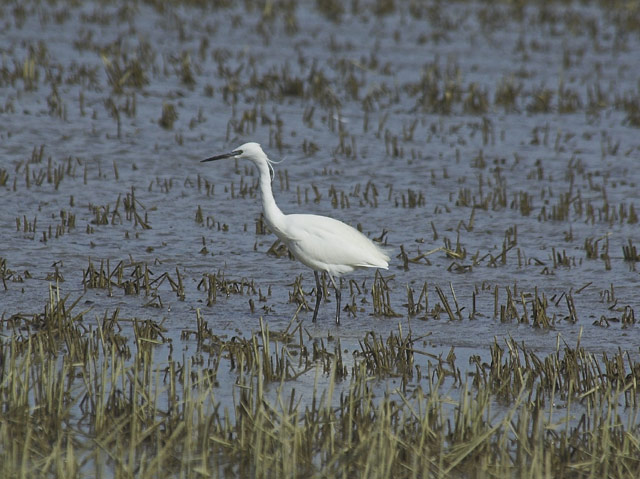 Garza