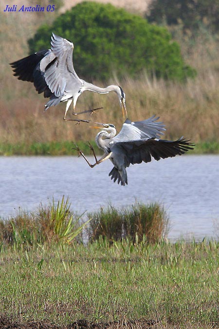 Lucha de Garzas Reales