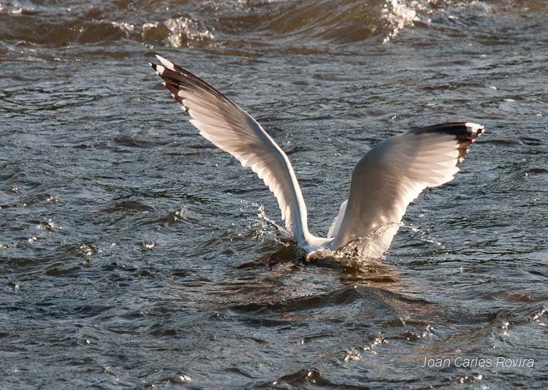 Gavià argentat (Larus cachinanns)