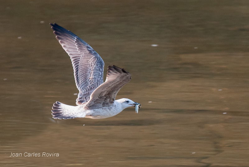 Gavià argentat (Larus cachinanns) amb peix