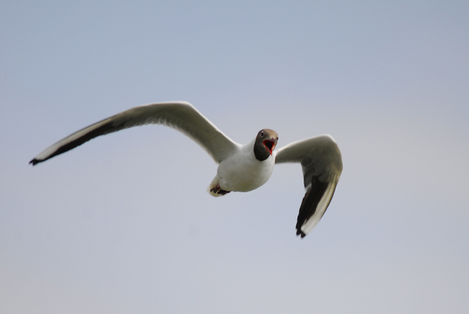 gavina capnegre (Larus melanocephala)