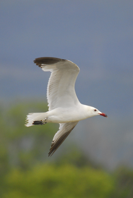 gavina corsa (Larus audouinii)