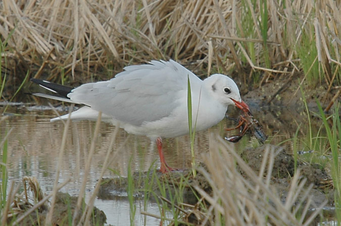 gavina (larus ridibundus)