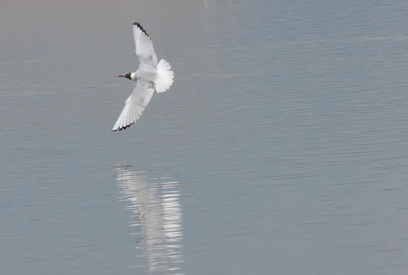 Gavina riallera (Larus ridibundus)