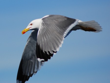 Gavià argentat (Larus Michaellis).