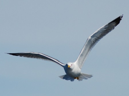 Gaviota patiamarilla