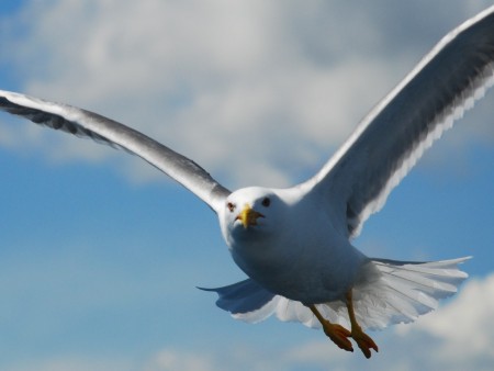 Gaviota patiamarilla