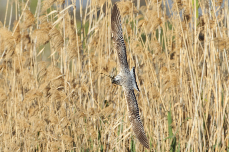 Gaviota patiamarilla