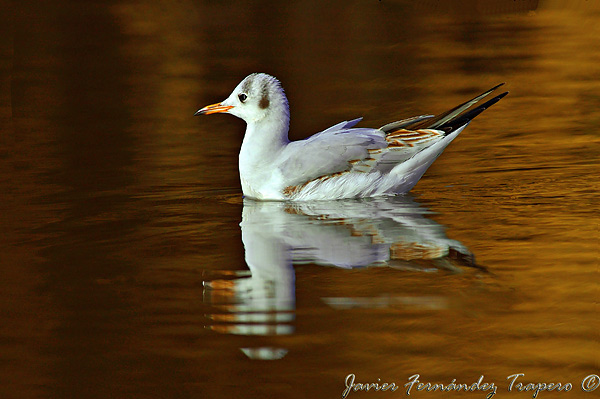 Gaviota Reidora