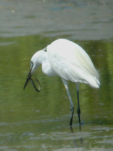 Martinet blanc en acció (Egretta garzetta)