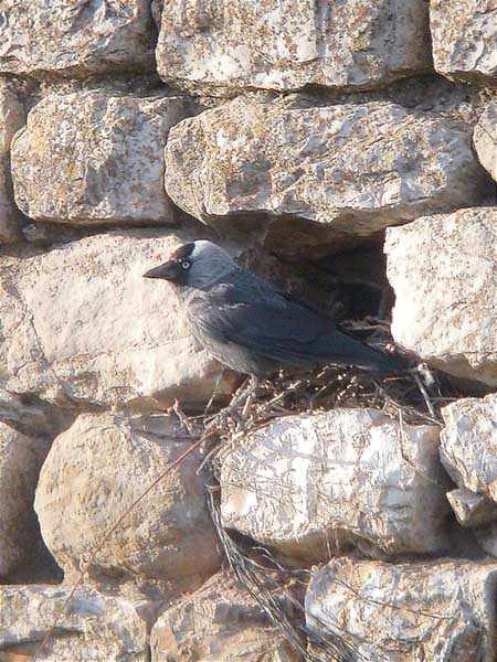 Graula, graja (Corvus frugilegus)