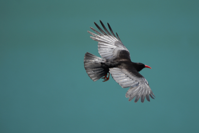 gralla de bec vermell (Phyrrhocorax phyrrhocorax)