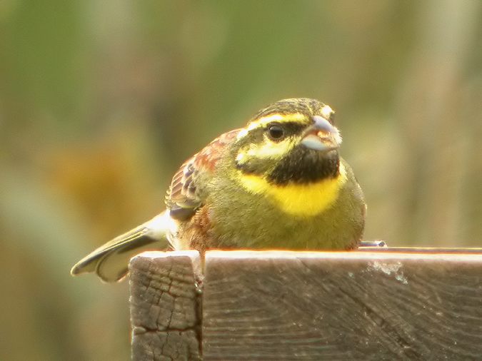 Gratapalles (Emberiza cirlus)