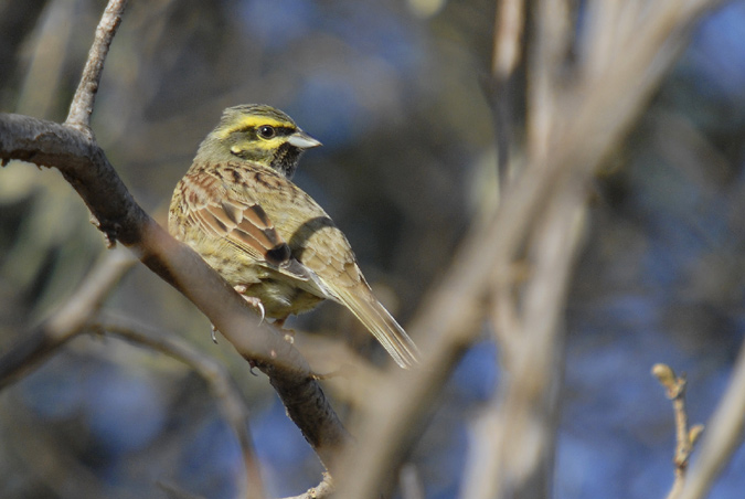 gratapalles mascle, escribano soteño (Emberiza cirlus)