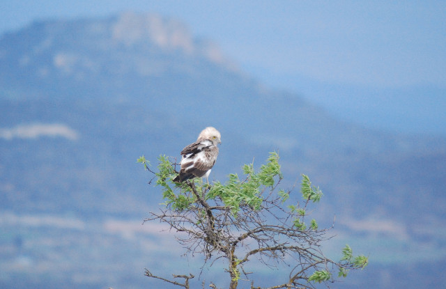 Àguila marcenca (circaetus gallicus)