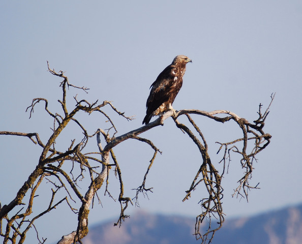 Àguila daurada.