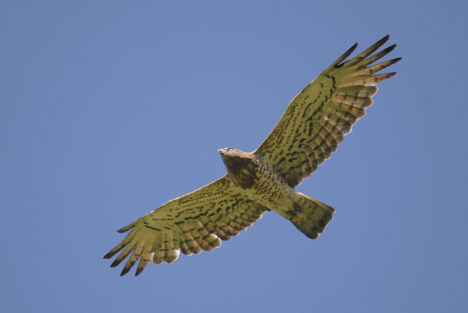 águila marçenca, culebrera (Circaetus gallicus)