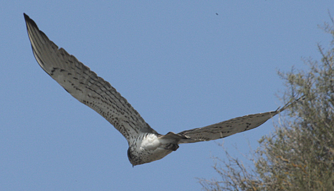 Àguila marcenca (Circaetus gallicus)