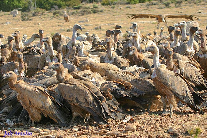 Desde el Paraiso III - Voltor comú - Buitre leonado o común (Gyps fulvus)