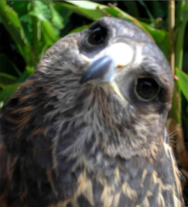 harris hawk (parabuteo unicinctus)