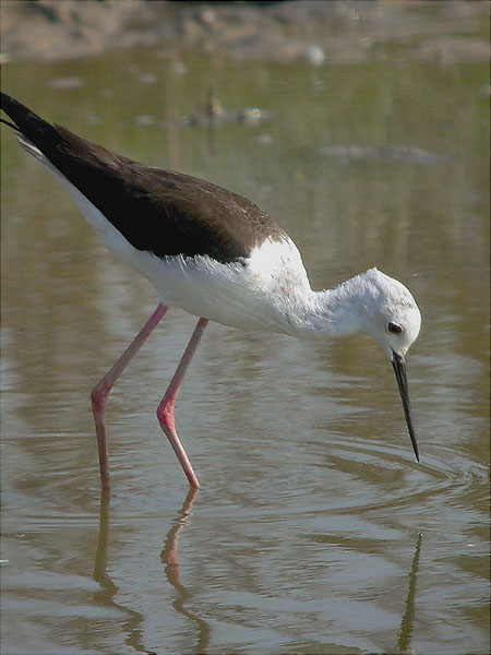 Cames llargues, cigüeñuela (Himantopus himantopus)