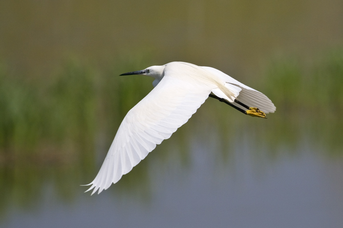 Martinet blanc (Egretta garzetta)