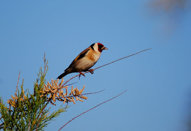 Jilguero ( carduelis carduelis )