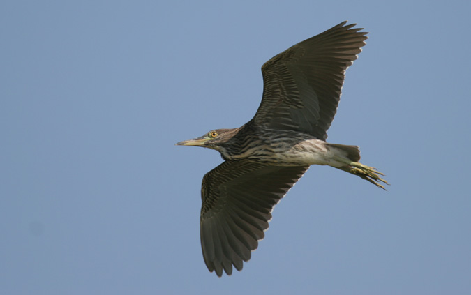 Martinet de nit (Nycticorax nycticorax)