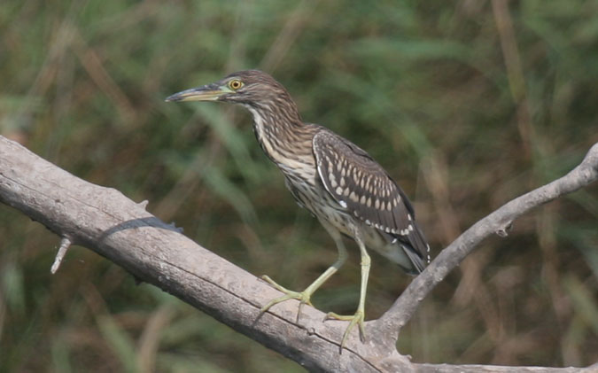 Martinet de nit (Nycticorax nycticorax)