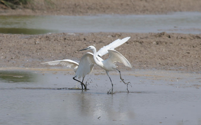 Martinet blanc (Egretta garceta)