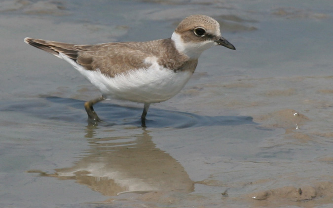 Corriol petit,  Cholidrejo (Charadrius dubius)