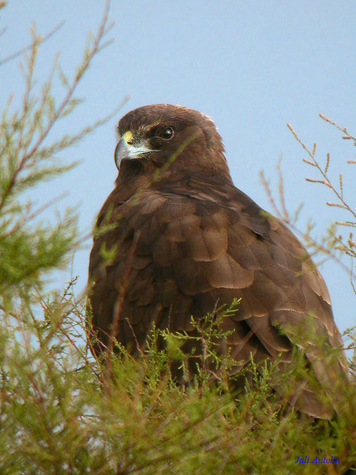 Arpella vulgar (Circus aeruginosus)