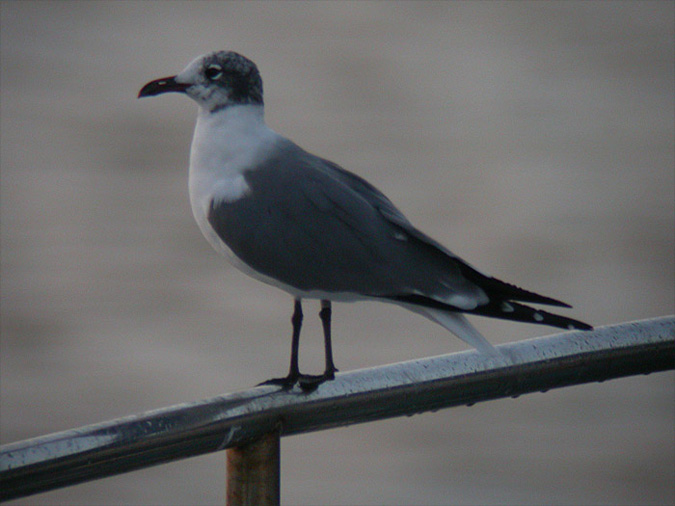 Gaviota guanaguanare