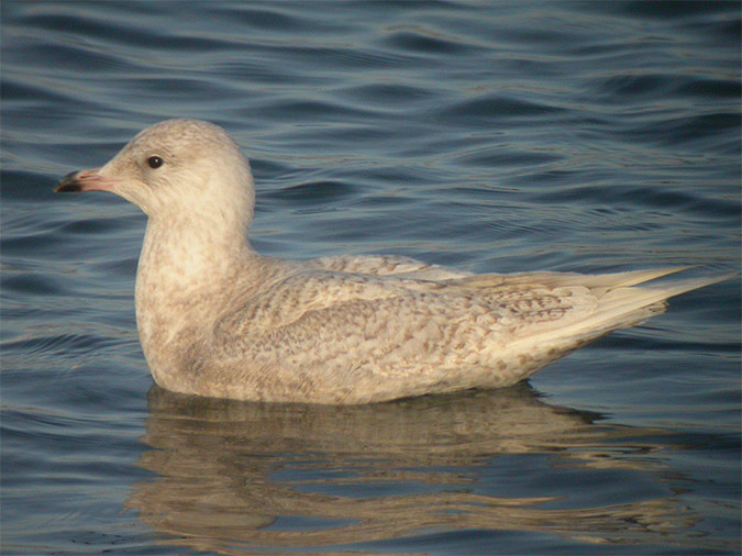 Gaviota Polar