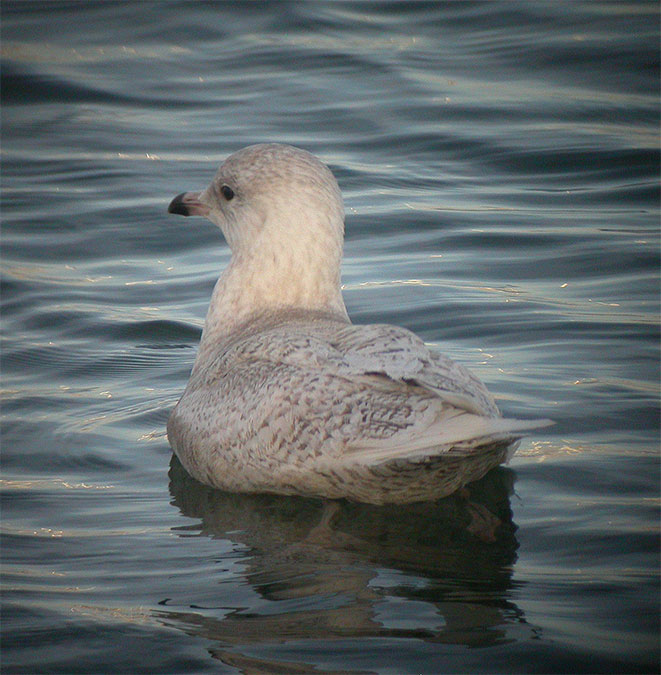 Gaviota Polar 2