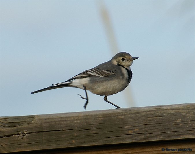 Cuereta blanca (lavandera blanca)