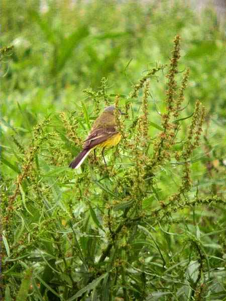 Cuereta groga,lavandera bueyera (Motacilla flava)