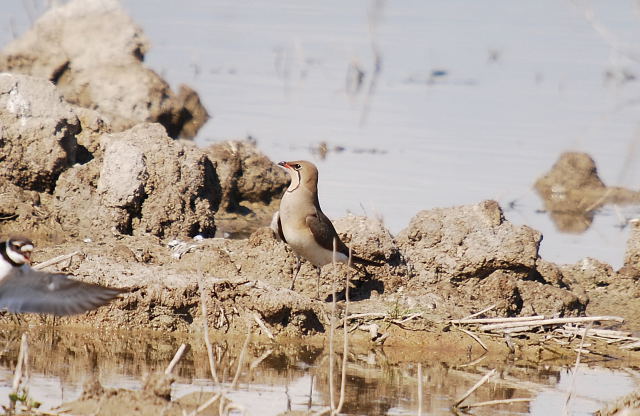 Perdiu de mar (Glareola Pratincola)