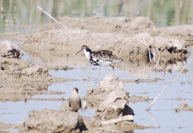 Batallaire (Philomachus pugnax)