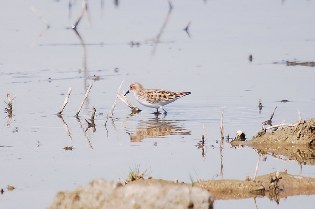 Territ menut (Calidris minuta)