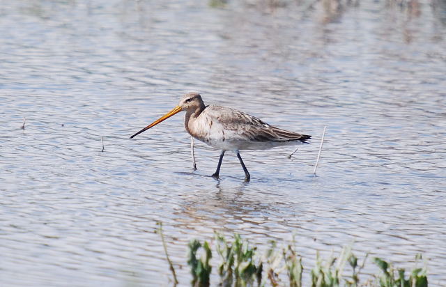 Tètol cuanegre (Limosa limosa)