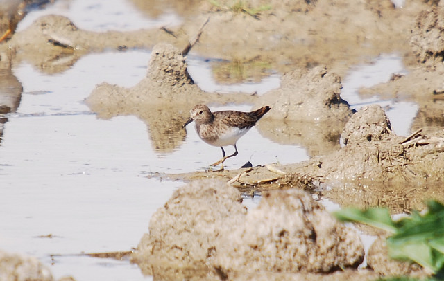 Territ de Temminck (Calidris temminckii)