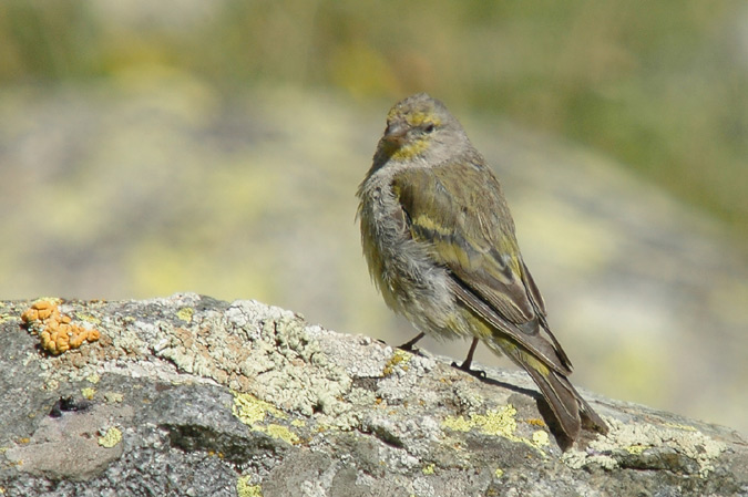 llucareta (Serinus citrinella)