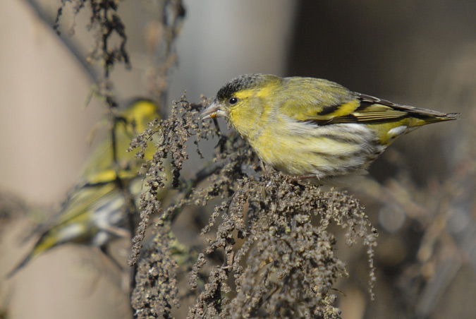 lluer, lugano (Carduelis spinus)