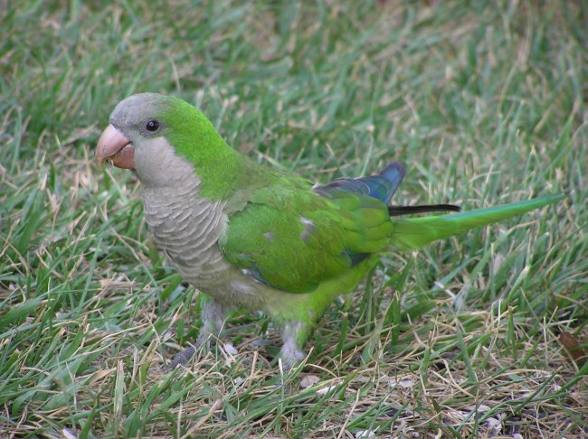 Cotorreta de pit gris (Myopsitta monachus)