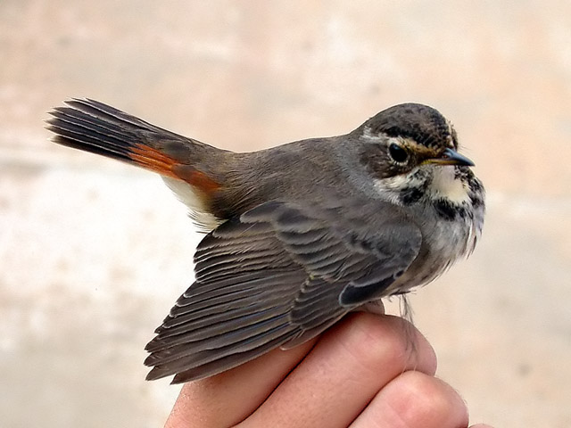 Cotxa blava femella, pechiazul  (Luscina svecica)