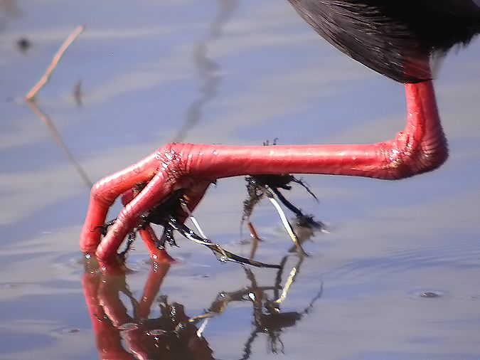 El poder del digiscoping 3 (Porphyrio porphyrio)